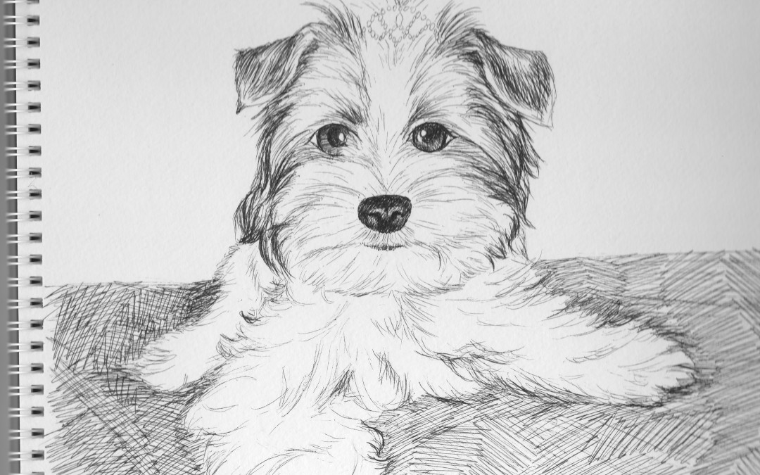 Doggy Portrait Drawings