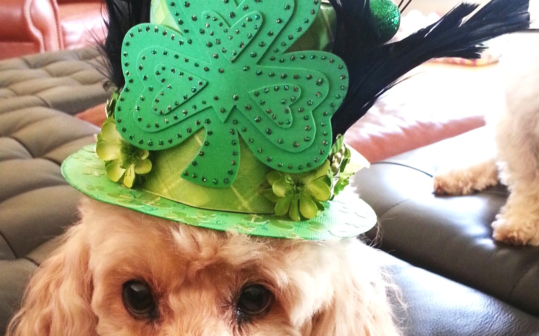 St. Patrick’s Day Doggy Hats
