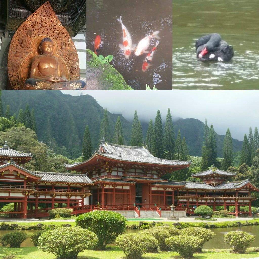 Beautiful and peaceful Byodo-In Temple. The koi kind of freak me out because there are so many of them, but the black swans are so striking