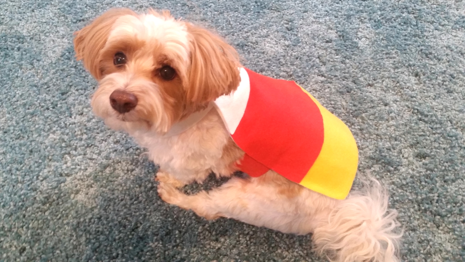EASY DIY Pet Costume Candy Corn CraftyPaws