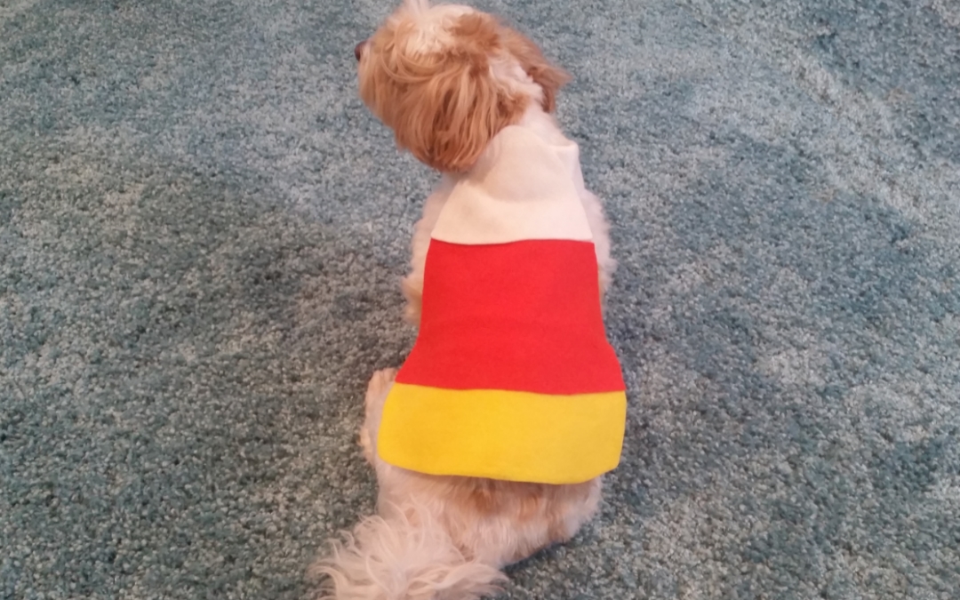 EASY DIY Pet Costume – Candy Corn